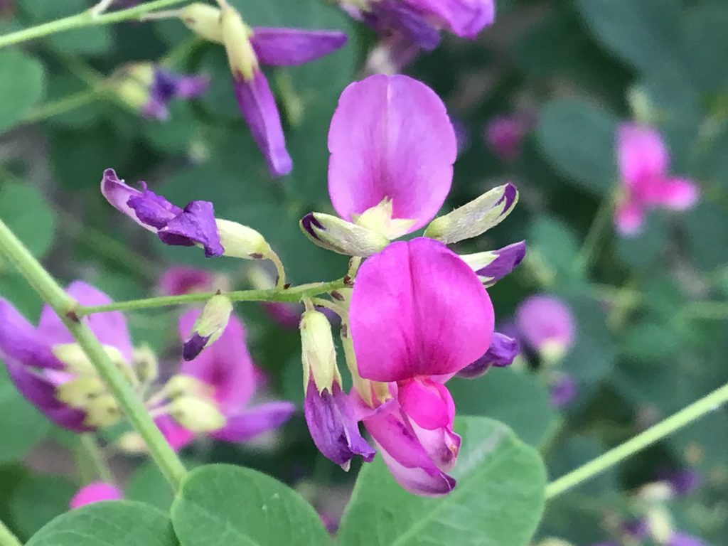 紫色の美しい花