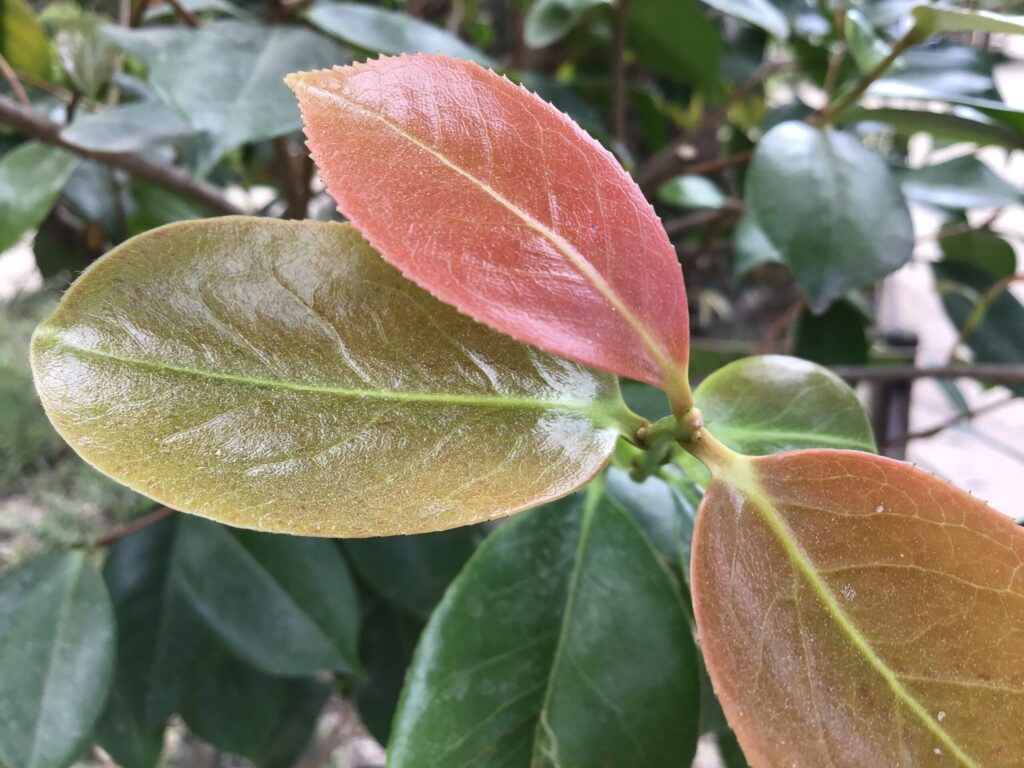 紅葉した美しい葉っぱ