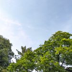 緑の木と青空